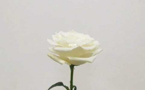 白玫瑰在多国文化中的传统和象征意义