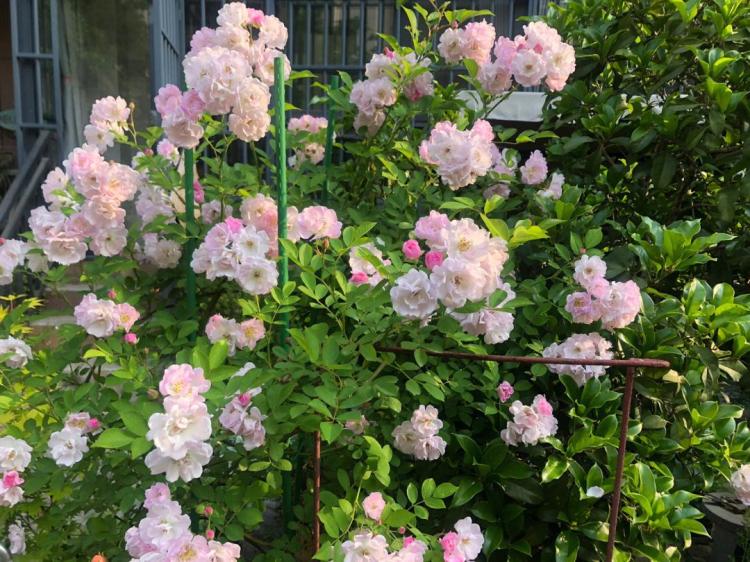 野蔷薇花的种植技巧和园艺常识