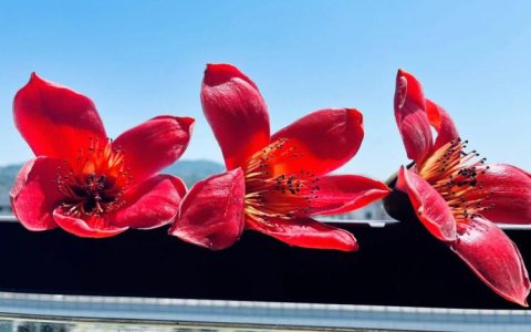 写意木棉花，盛开春天：纪念自然与美好