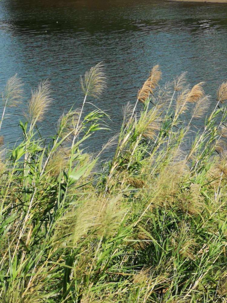 在自然中观察旱芦苇和水芦苇的差异：一文带你深入了解