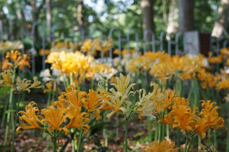 石蒜花的养护与繁殖，让你的花园美丽绽放！