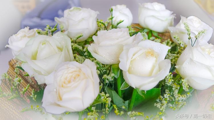 「全网最全花语解释」两朵白玫瑰代表什么？详解白玫瑰的五种含义！