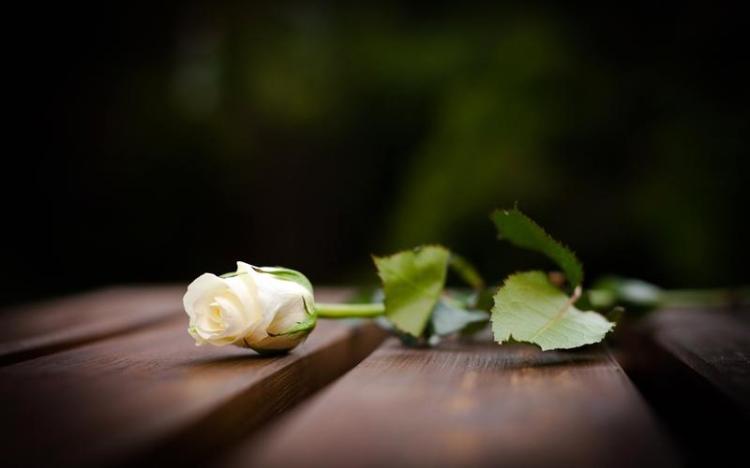 知晓这个花语，你还不知道两朵白玫瑰代表的含义吗？