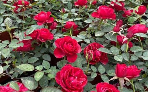 玫瑰花栽培的精细化管理，让花草更有灵性
