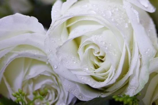 花艺知识：红玫瑰与白玫瑰不同花色的涵义