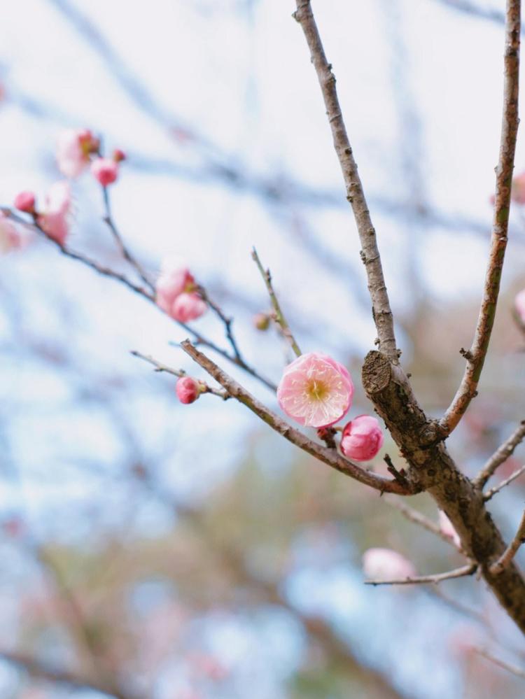 【梅花之美：传统文化中的重要象征】梅花开遍山岗寒，这意味着什么？