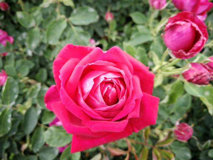 如何选择玫瑰颜色，让你的鲜花送出正确的心意？