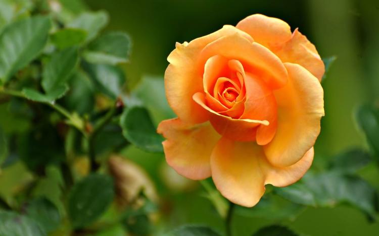 橙色玫瑰花与什么其他花最为搭配？