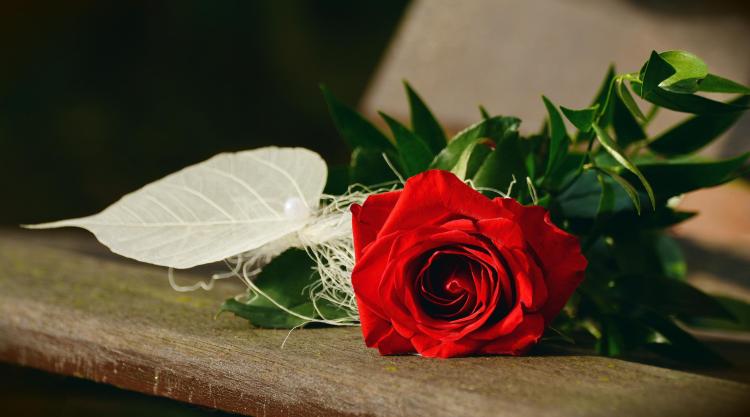 39朵红玫瑰，代表着极深的爱情，是用来表达什么的？