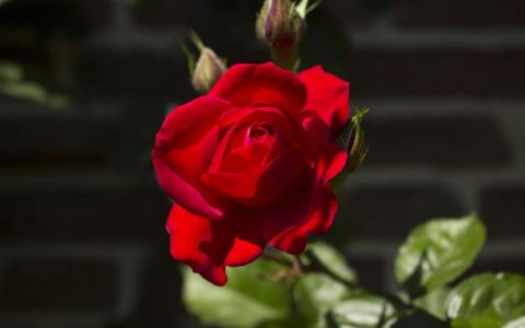 用39朵玫瑰表达心意，如此深情如此美好！