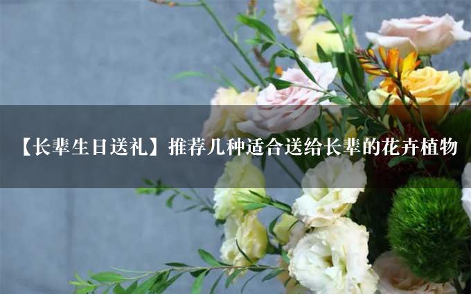 【长辈生日送礼】推荐几种适合送给长辈的花卉植物