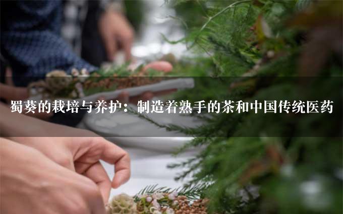 蜀葵的栽培与养护：制造着熟手的茶和中国传统医药