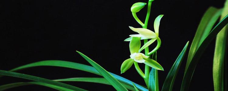 兰花香妃的科学种植：了解如何种植这种特殊兰花