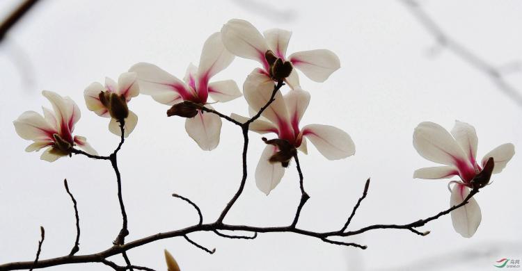 花好月圆：玉兰花与中国传统文化中的节庆与美好祝愿