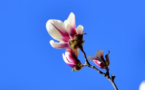 行走江湖：玉兰花如何成为文学巨匠的灵感来源
