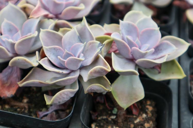 紫珍珠斗罗大陆：品种介绍及花朵与叶子的区别