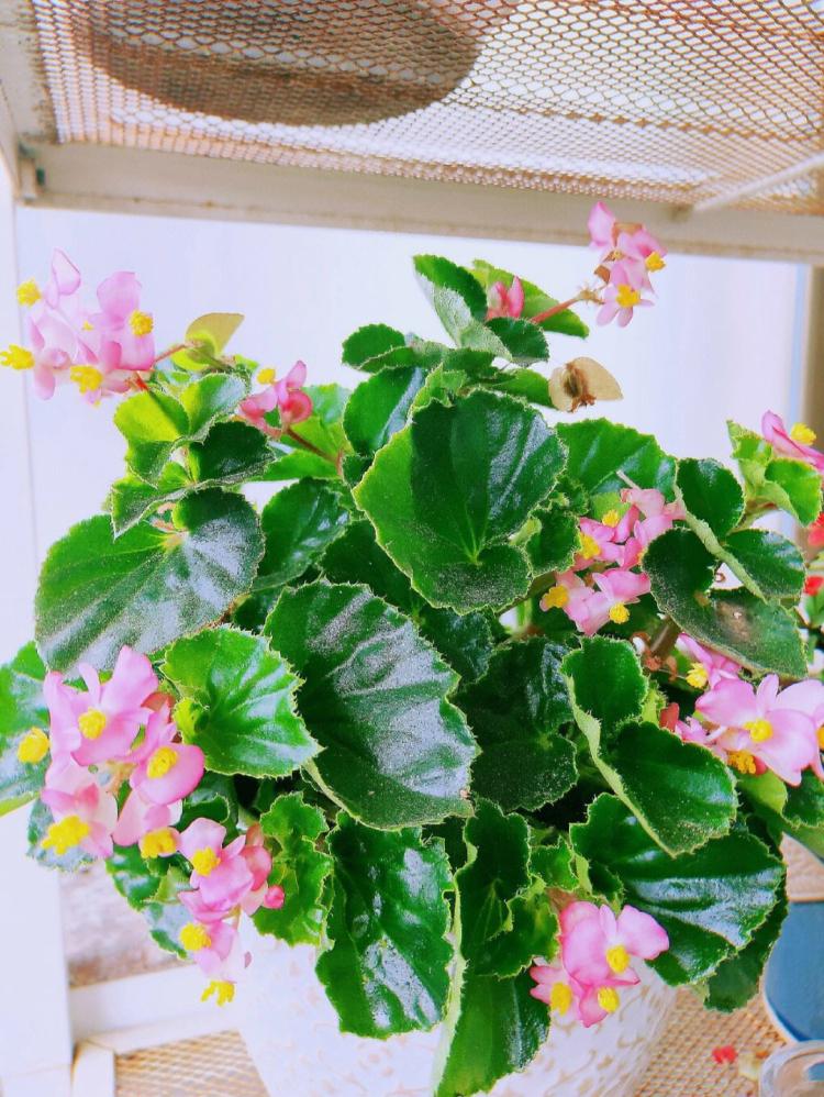 幸福之花|四季海棠花的养殖小窍门
