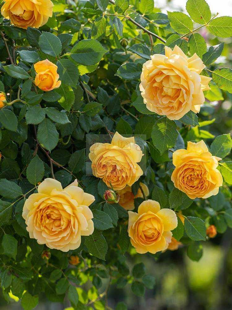 诗意盎然的粉佳人花——解析它到底是属于玫瑰还是月季