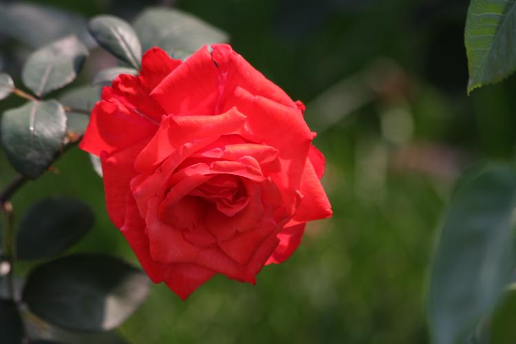 粉佳人——既是玫瑰也是月季？了解它真正的身份