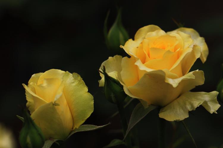 拥有绝美外貌的花卉——粉佳人，透过本文了解玫瑰和月季的区别