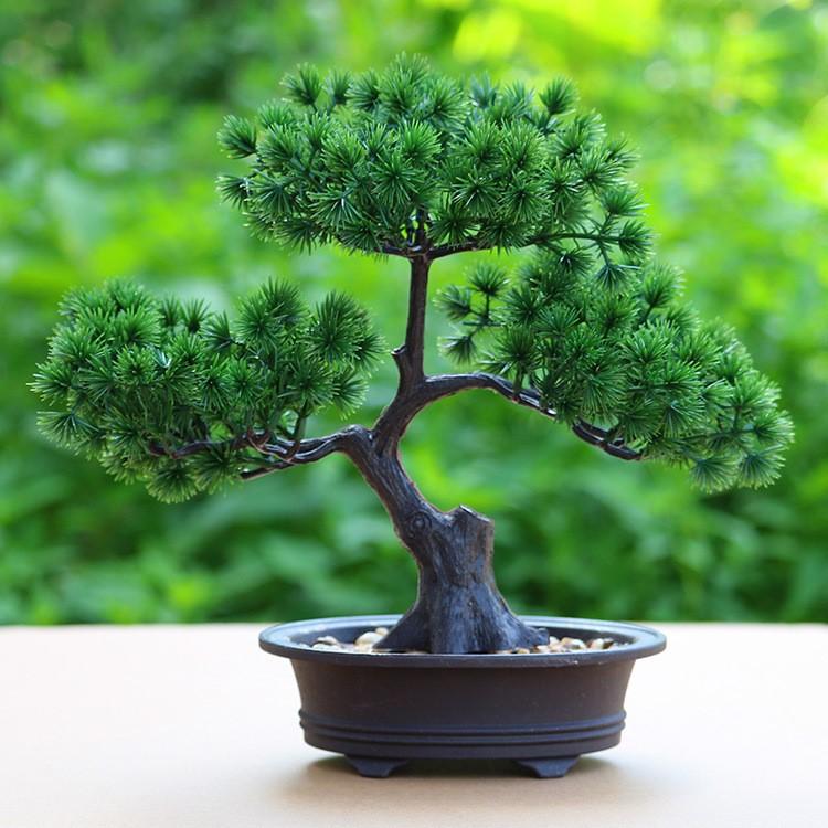 松树与日本文化: 从日本历史中感悟松树之美
