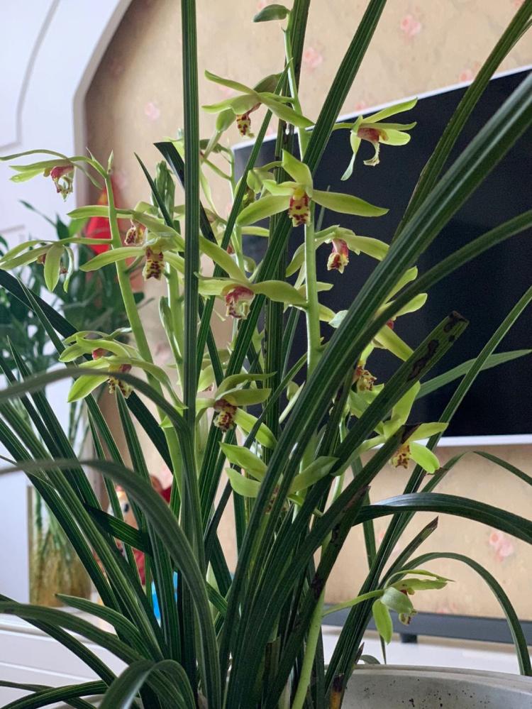 兰花素冠荷鼎：花卉品种中的奇葩