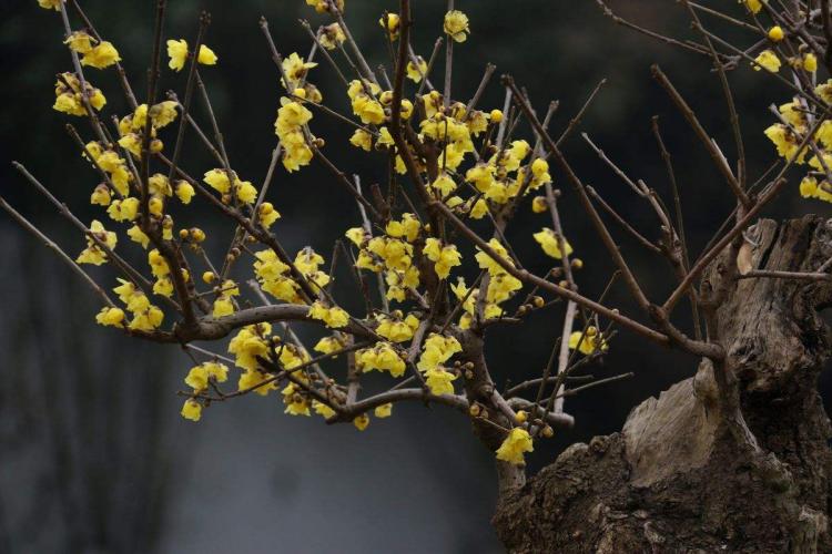 腊梅花的诗句：雨后赏腊梅，独享春日静美与清香