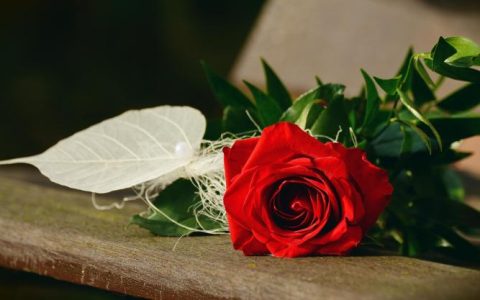 一个人，一束玫瑰，几朵才算最完美？
