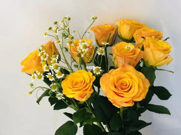 黄玫瑰撒满心愿，陪伴长久，值得送给老婆