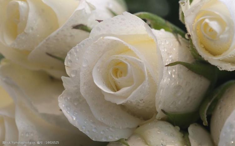 展示技巧：如何用红玫瑰与白玫瑰打造精美花艺？