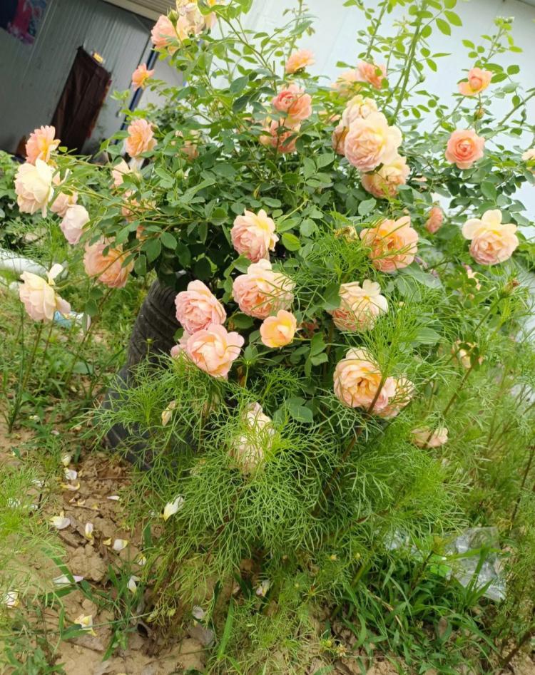 最勤花的藤本月季与其他蔷薇科植物的关系