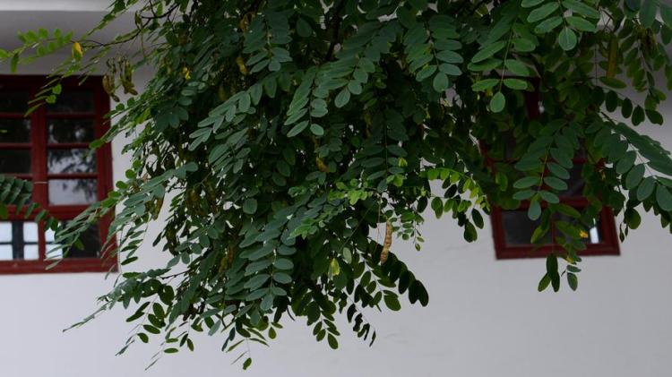 国槐树：中华文化的生命线