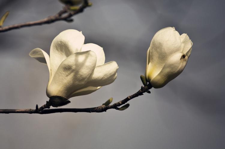 【中华之花，高雅俊逸】 形容玉兰花的经典中文诗句