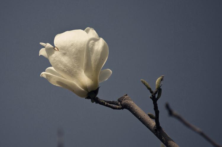 【花香袭人，美如仙境】 形容玉兰花之美的文艺诗句
