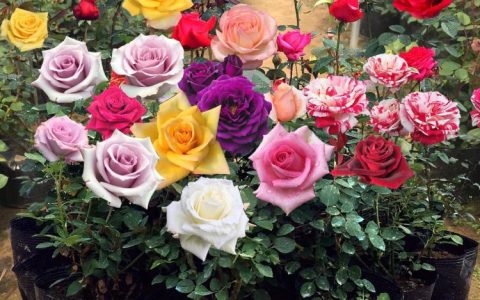温暖心扉的999朵玫瑰花：它们所代表的深情和爱恋
