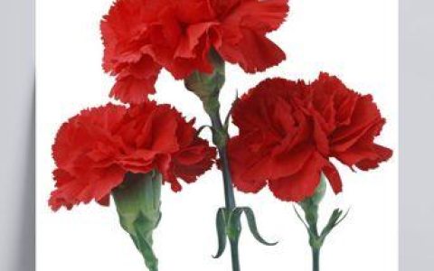 康乃馨盆栽养护技巧，让你的花儿更加华丽！