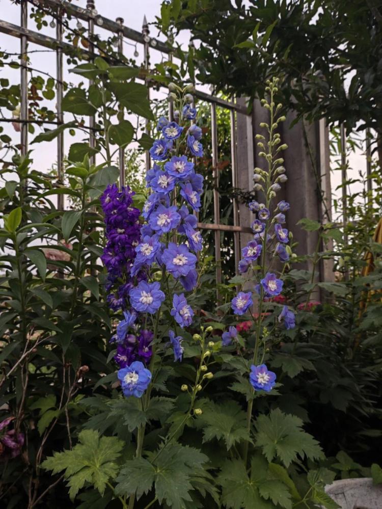大花飞燕草的7种养护秘诀，让您拥有超级花园