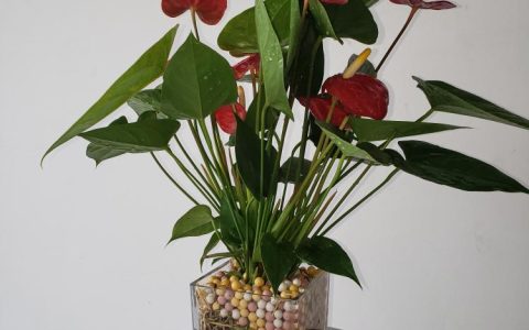 红掌花怎么养才能开出漂亮的花朵？家庭养法大公开！