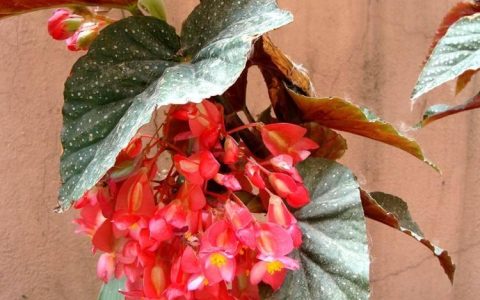 四季海棠花扦插要点大公开，分享花园美景