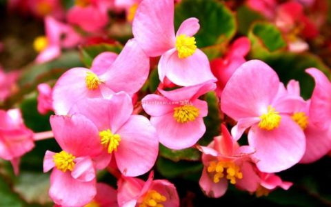 插在心头好，扦在花盆稳——四季海棠花的扦插经验分享