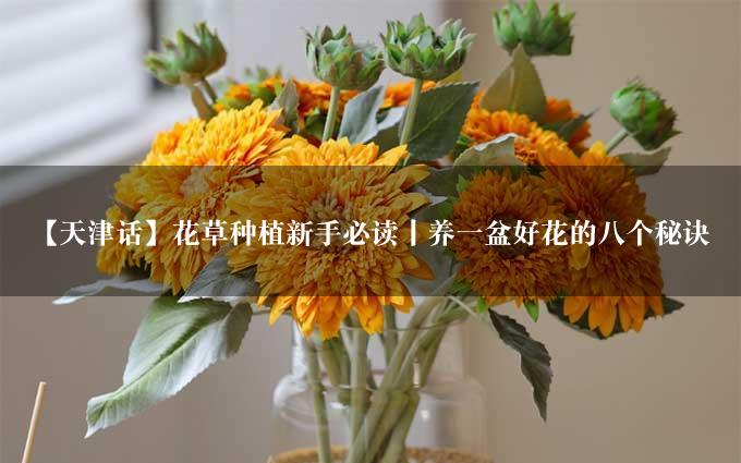 【天津话】花草种植新手必读丨养一盆好花的八个秘诀