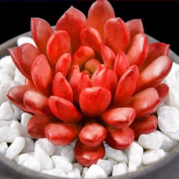 【红宝石海棠果子】的浇水与施肥方法，轻松打造花园之美