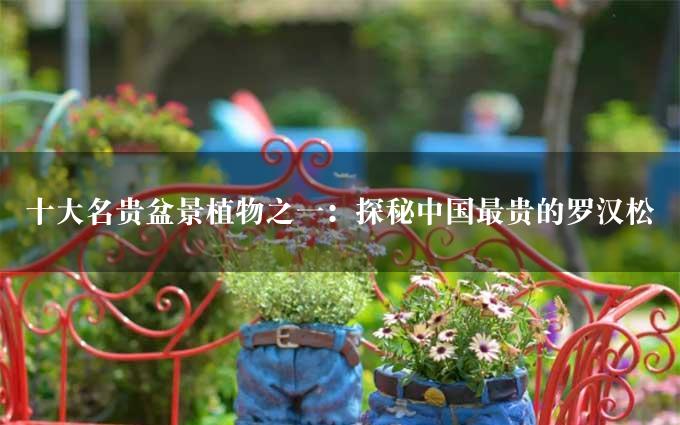 十大名贵盆景植物之一：探秘中国最贵的罗汉松