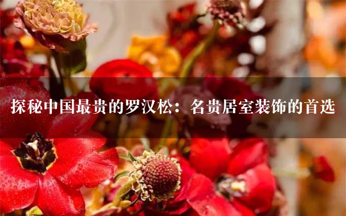 探秘中国最贵的罗汉松：名贵居室装饰的首选