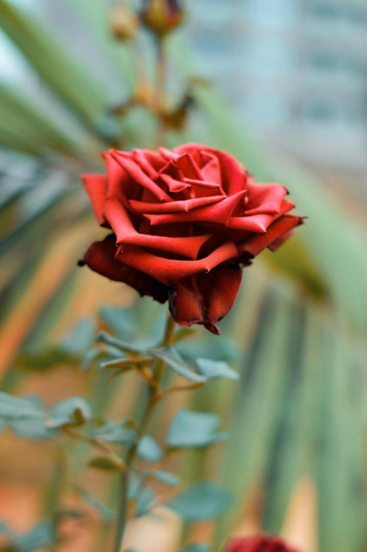 深入解析12朵红玫瑰的花语与寓意！