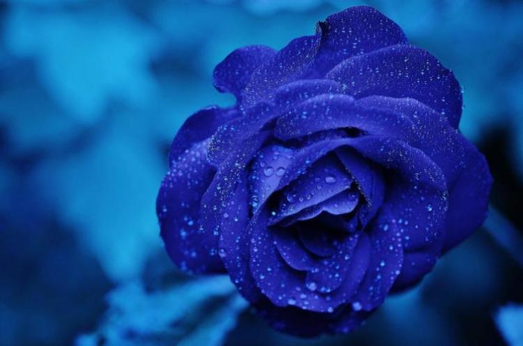 蓝色玫瑰有多个含义，它所代表的意义你知道吗？