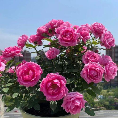 玫瑰花中的珍品：探寻白底粉红边玫瑰花的珍贵魅力