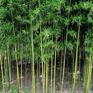 竹子真的适合在家中种植吗？