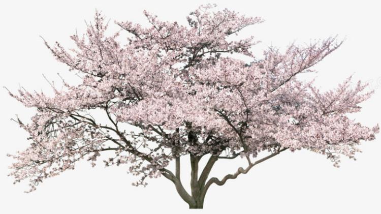 樱花季节必去的地方，樱花树下的约定张君豪你不能错过！