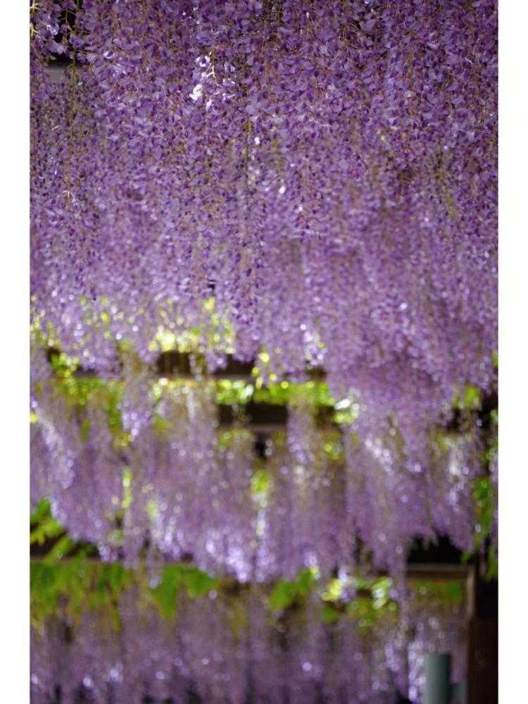 紫藤萝瀑布奇观：探寻自然之美与谜图